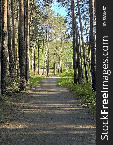 Footpath Through Pine Tree Grove