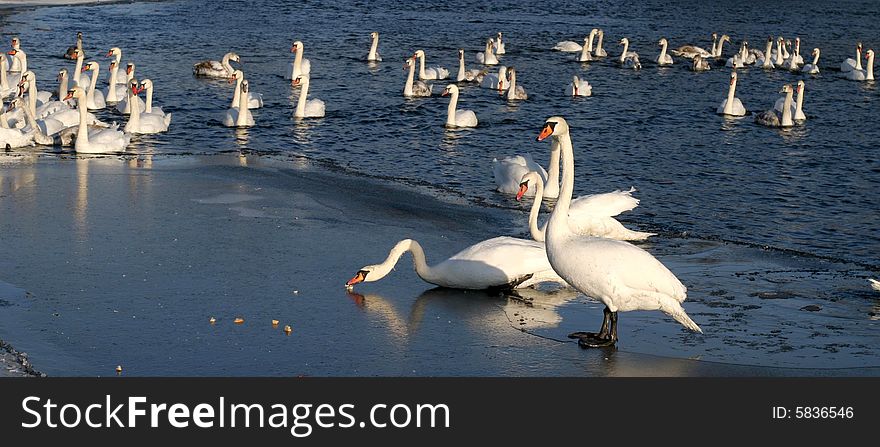 Swans on the river