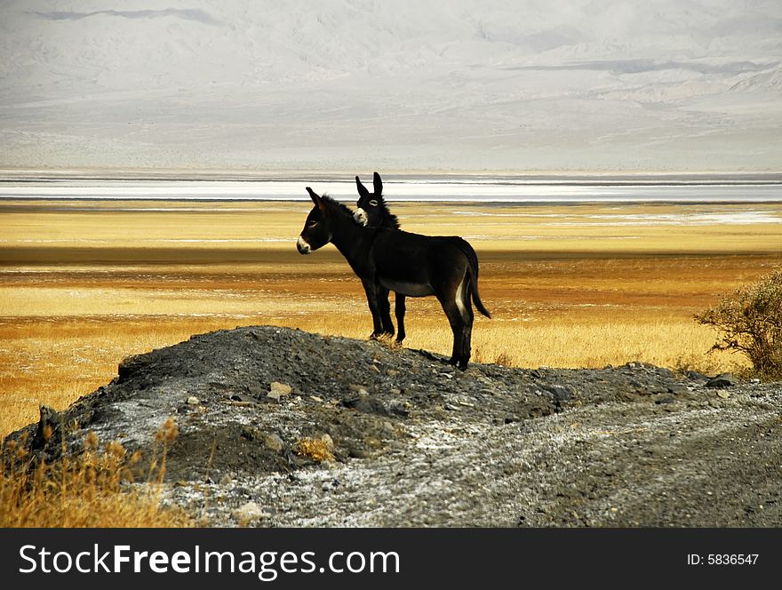 Chinese wild ass and nature protection area