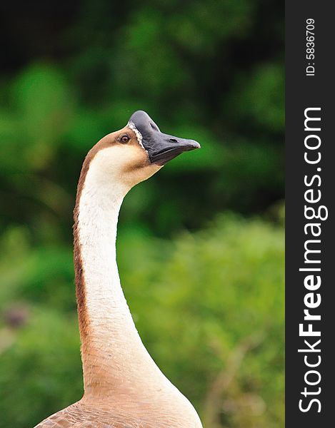 A picture of a brown goose at a farm. A picture of a brown goose at a farm