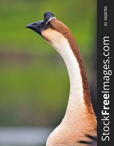 A picture of a brown goose at a farm. A picture of a brown goose at a farm