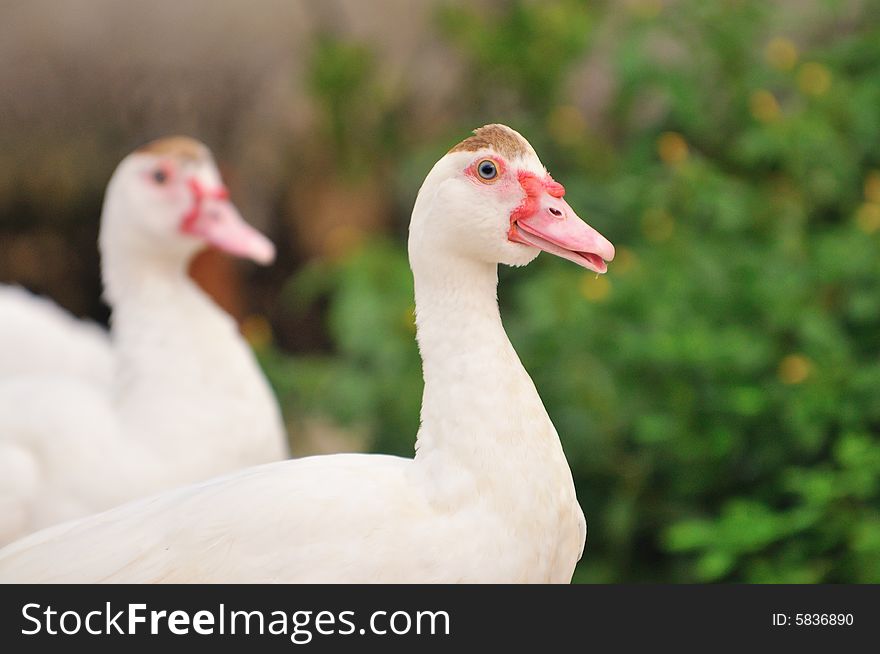 A picture of a geese at a farm. A picture of a geese at a farm