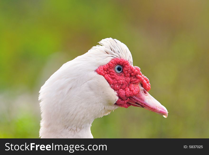 A picture of a geese at a farm. A picture of a geese at a farm