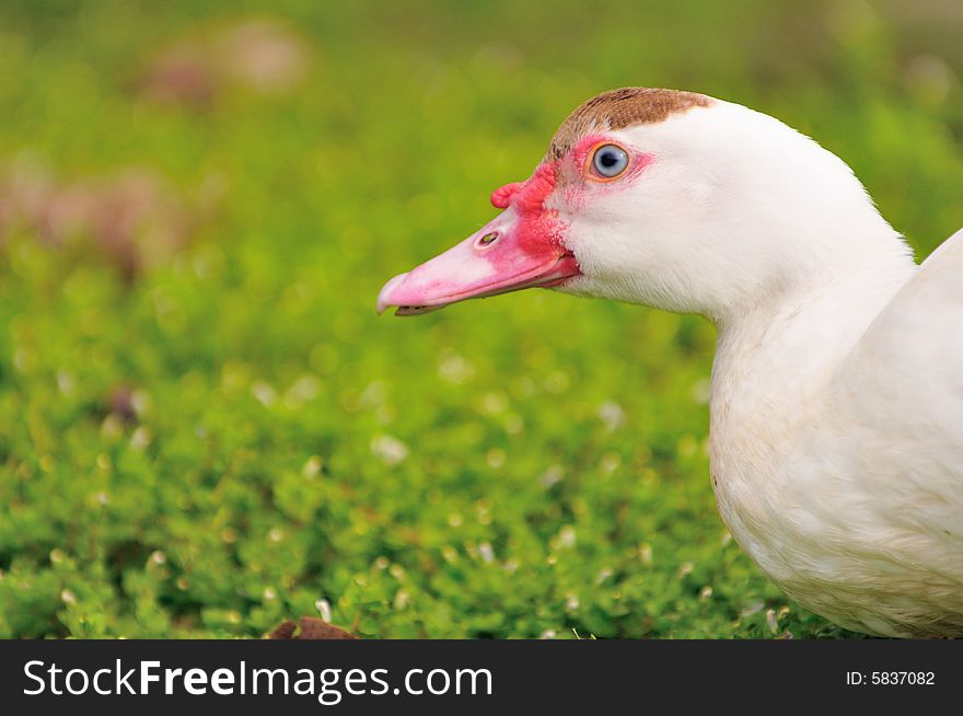 A picture of a geese at a farm. A picture of a geese at a farm