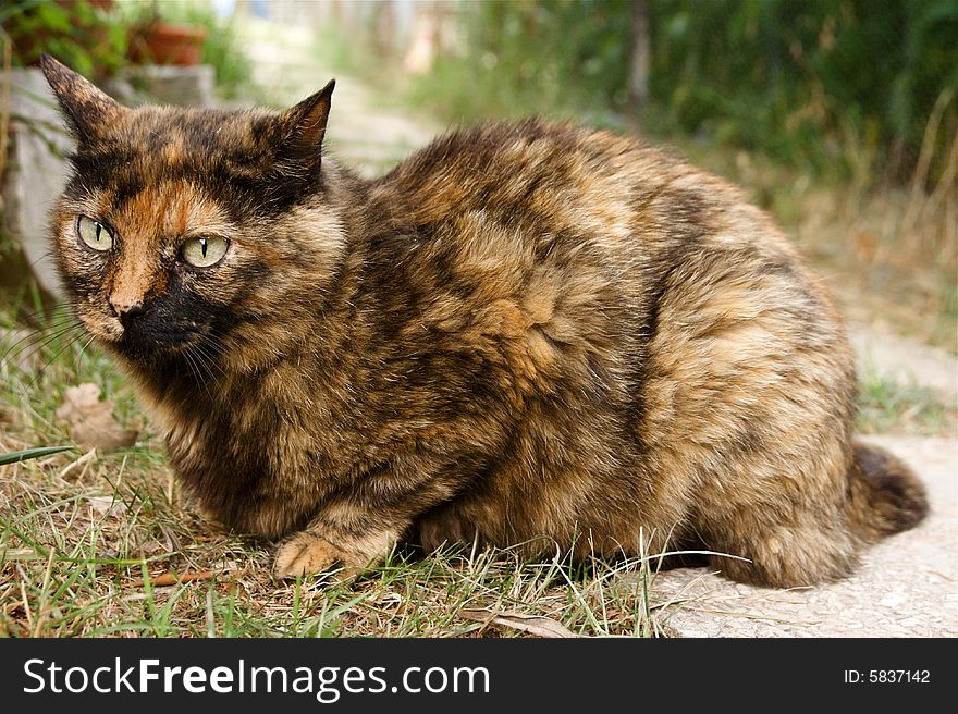 brown calico cat