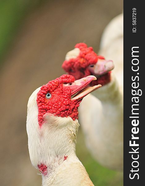 A picture of a geese at a farm. A picture of a geese at a farm