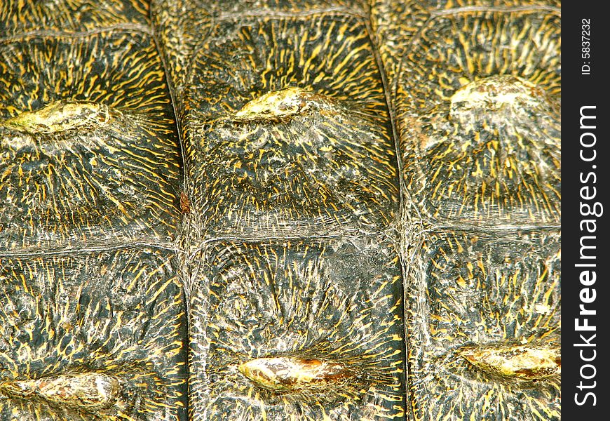 Crocodile Skin Texture