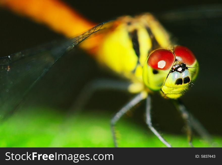 The dragonfly on a plant .waiting for the food .