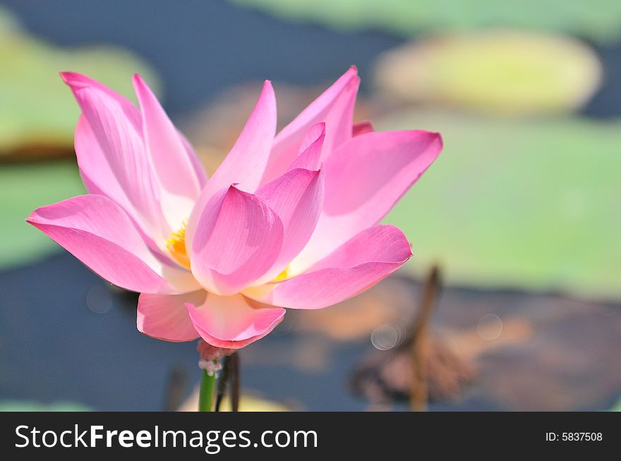 Beautiful pink water lily blossoming in the summer. Beautiful pink water lily blossoming in the summer