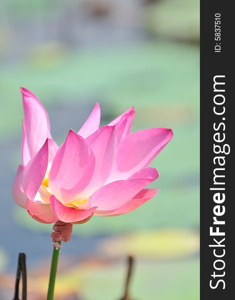 Beautiful pink water lily blossoming in the summer. Beautiful pink water lily blossoming in the summer