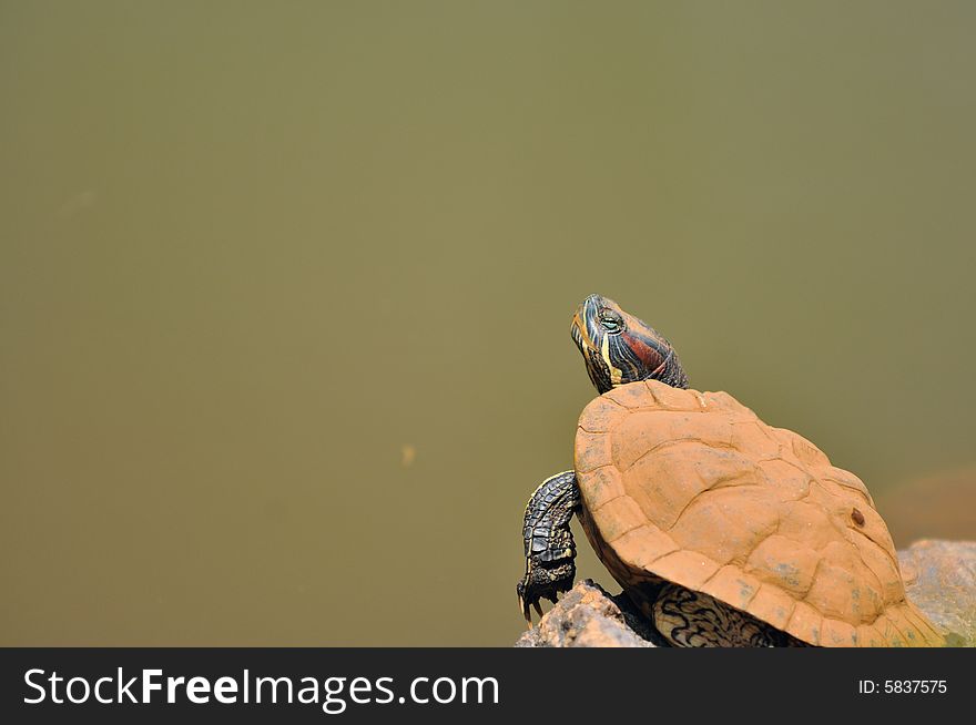 A tortoise basking in the sun by a lake