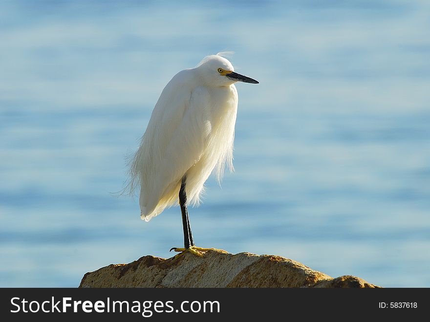 White Egret sitting on rock looking out over the ocean.