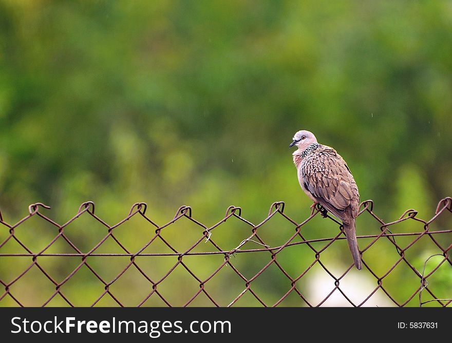 An image of a lonely Rock Pigeon on a fence. An image of a lonely Rock Pigeon on a fence