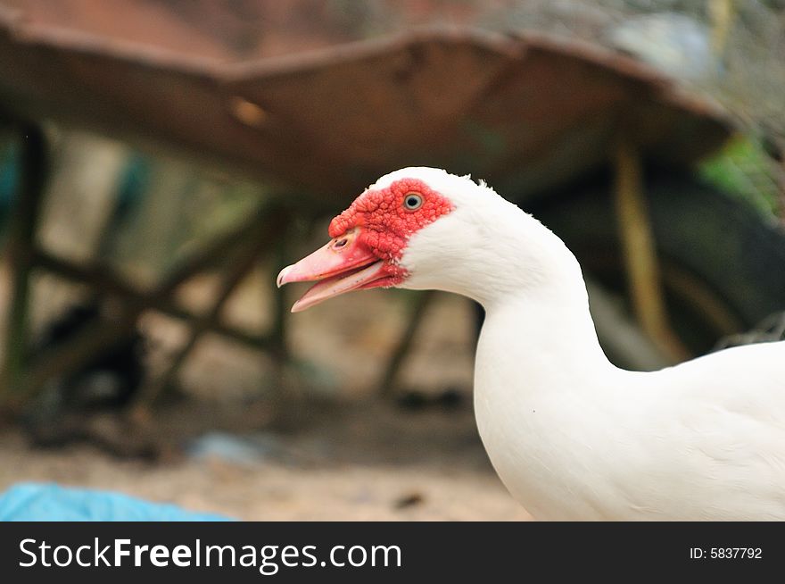 A picture of a geese at a farm. A picture of a geese at a farm