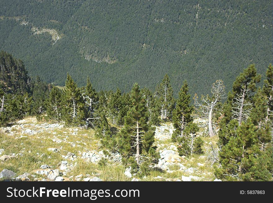 It can be seen as blurring the black pines that are of high mountains and are disappearing vegetation on the 1900 m. It can be seen as blurring the black pines that are of high mountains and are disappearing vegetation on the 1900 m.