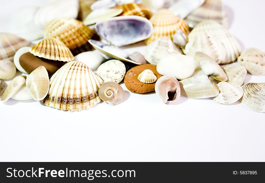 Seashells isolated on white background