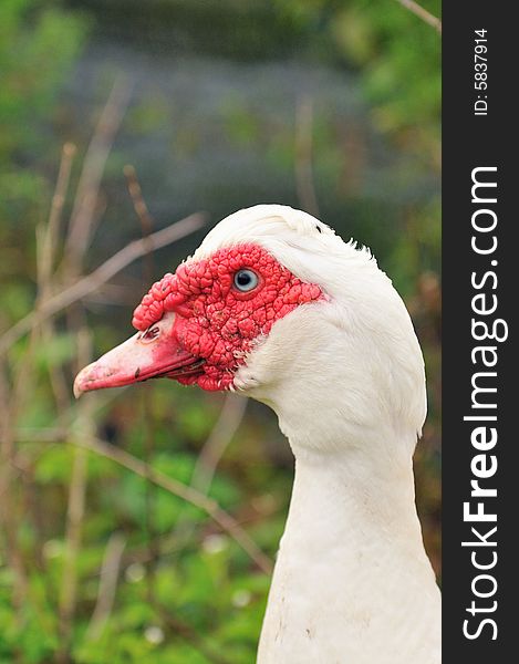 Red Beak Duck Series 6