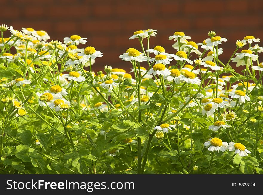 Beautiful yellow and white camomiles.