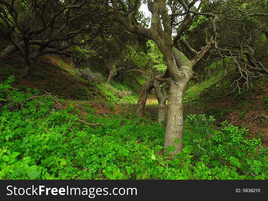 Wild oaks near the coast of California grow along the hillsides. Wild oaks near the coast of California grow along the hillsides