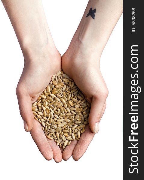 Female hands with hep of wheat isolated on white