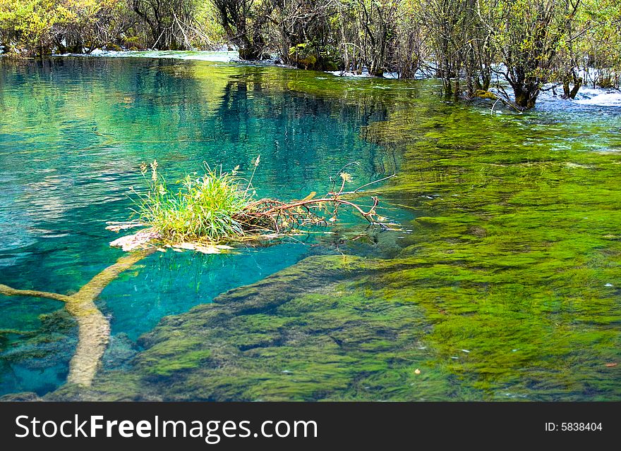 A tree under clear water,Jiuzhaigou,Sichuan,china