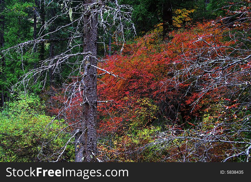 Deadwood with colorful forest in autumn. Deadwood with colorful forest in autumn.