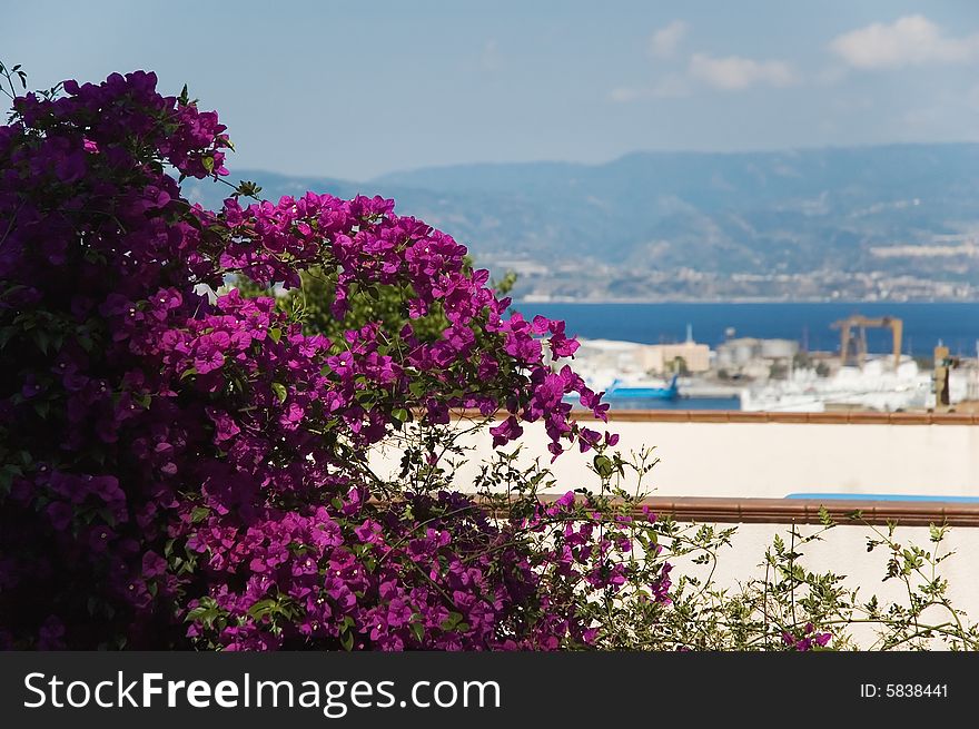 Bougainvillea overlooking Messina strait. Shallow depth of field.