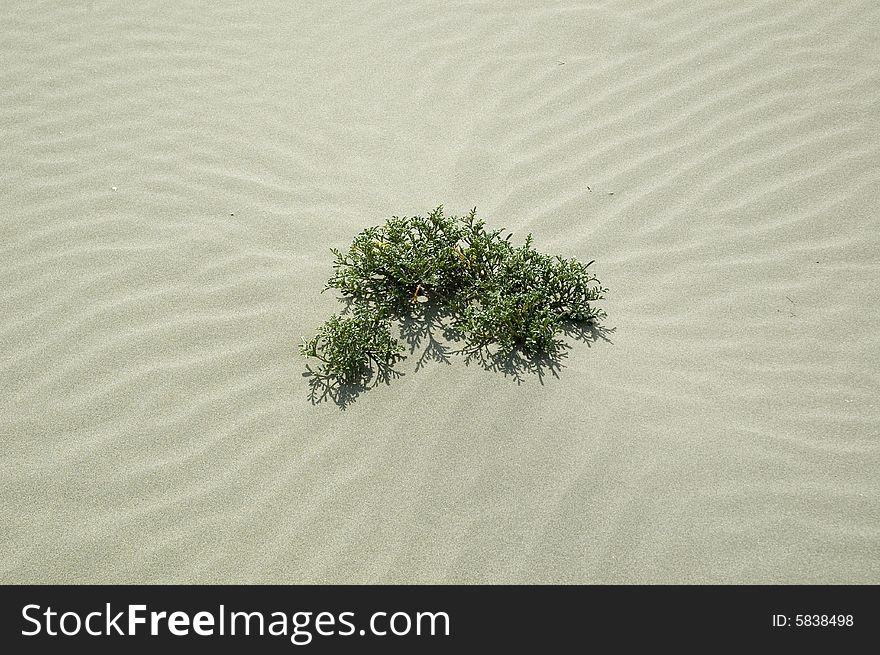 Nice sand texture on the beach with small green plant. Nice sand texture on the beach with small green plant.