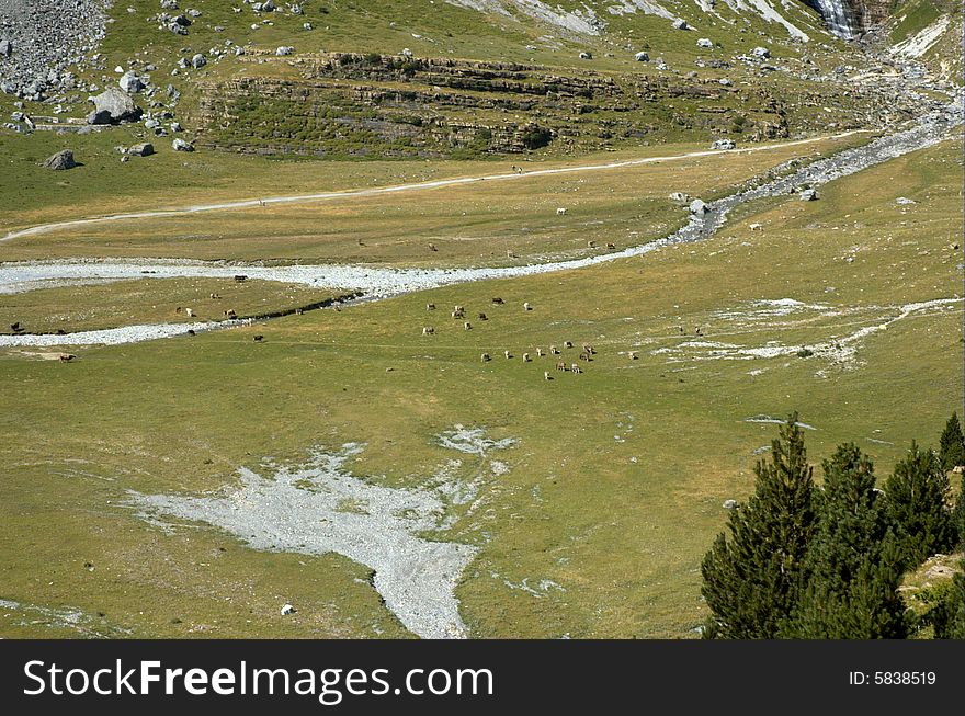 Meadow and cattle pasture in the Pyrenees