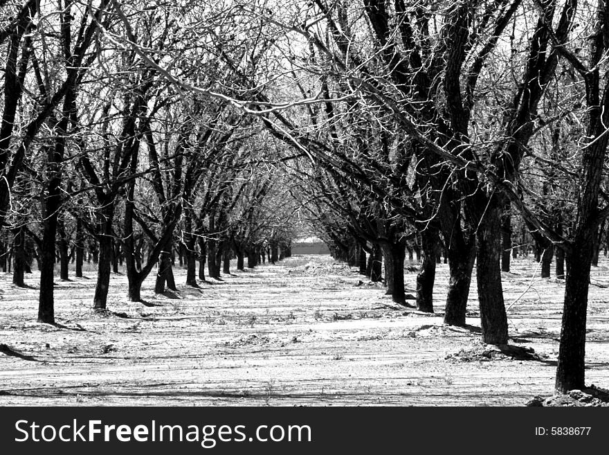 Highly contrasting stark winter scene in an orchard. Highly contrasting stark winter scene in an orchard.