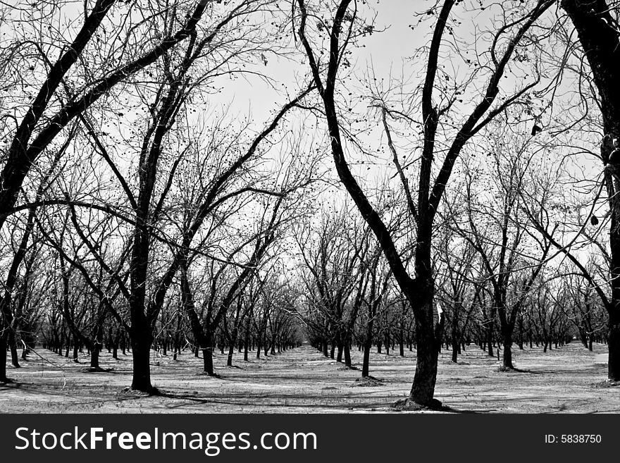 Stark winter landscape of an orchard. Highly contrasting. Stark winter landscape of an orchard. Highly contrasting.