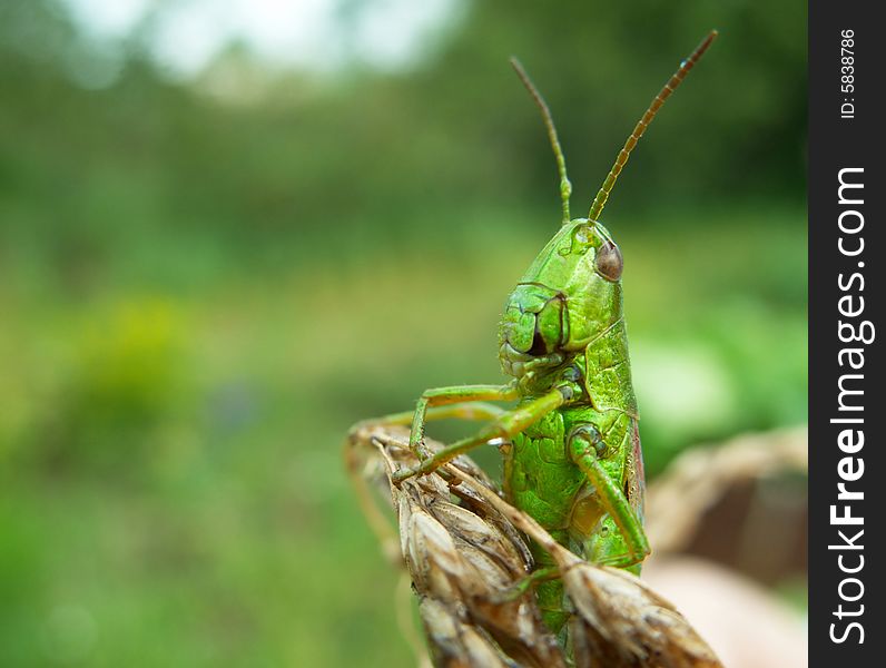 Portrait Of The Grasshopper