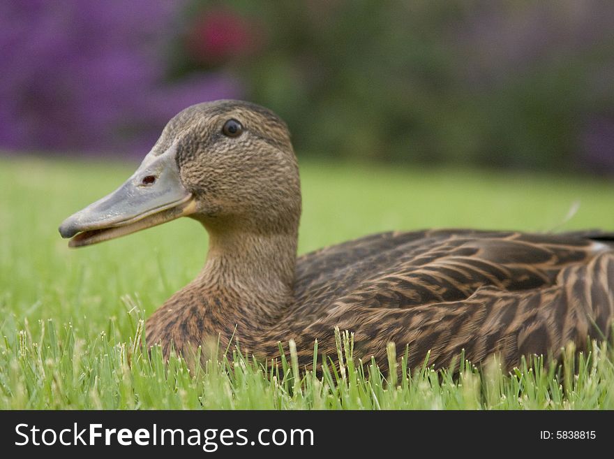 Adorable young duck playing in the grass at a local playground. Adorable young duck playing in the grass at a local playground.