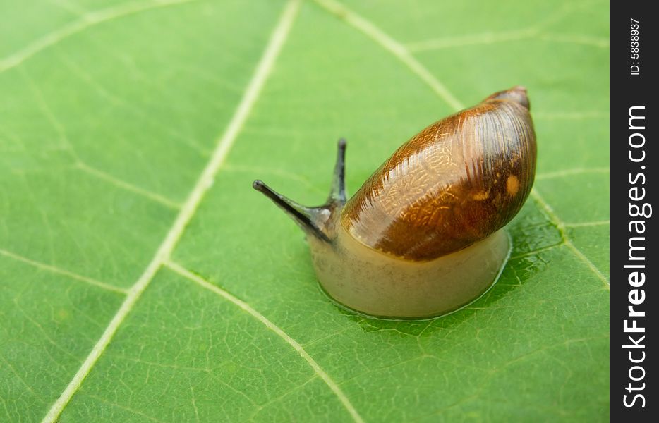 Snail close-up on green leaf. Snail close-up on green leaf
