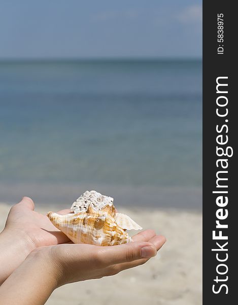 Hands with shells on sea background