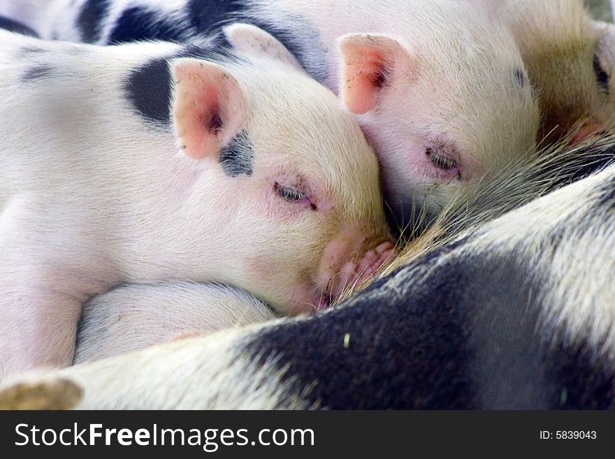 One week old baby piglets feeding from a sow. One week old baby piglets feeding from a sow.