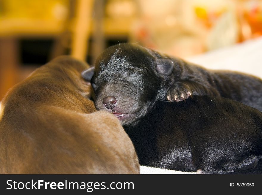 One day old baby labrador puppies