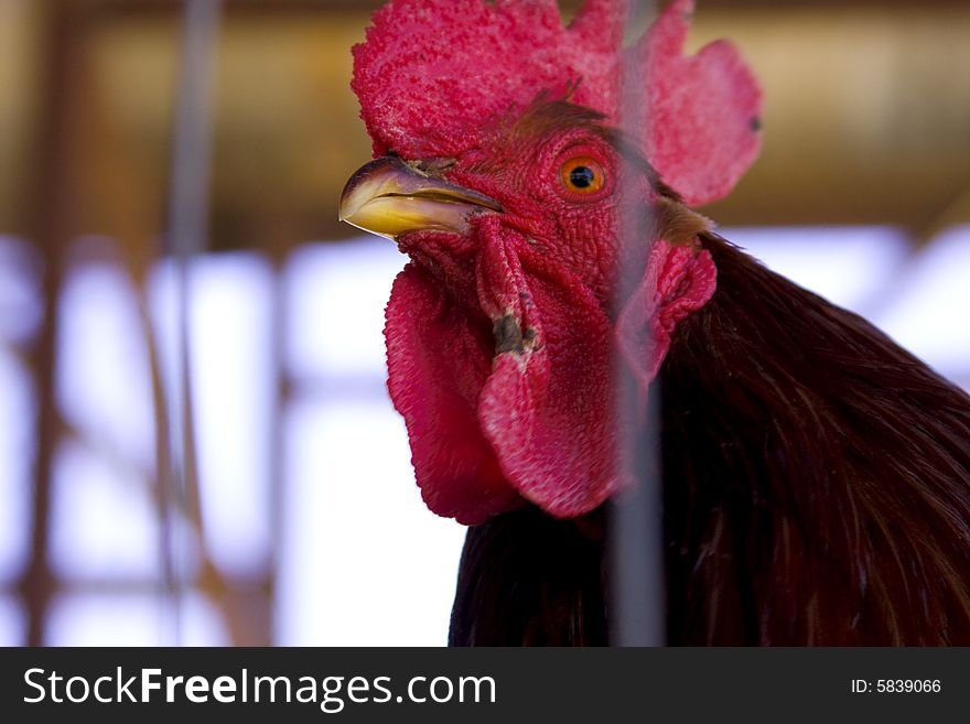 Highly detailed close-up of red rooster in a cage,