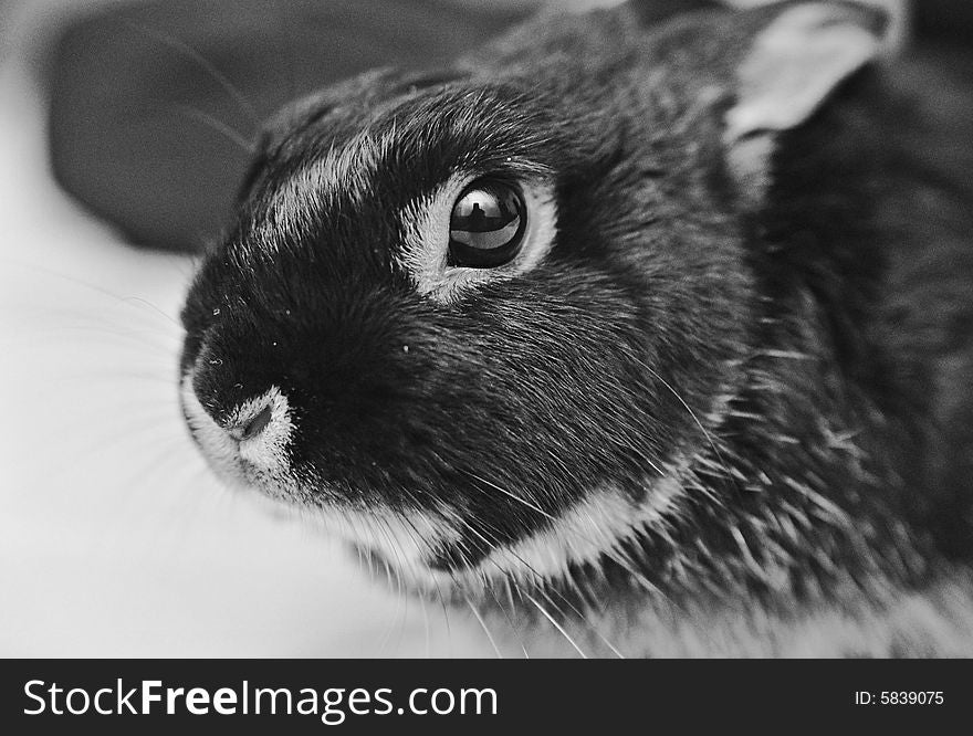 Black and white portrait of a small rabbit