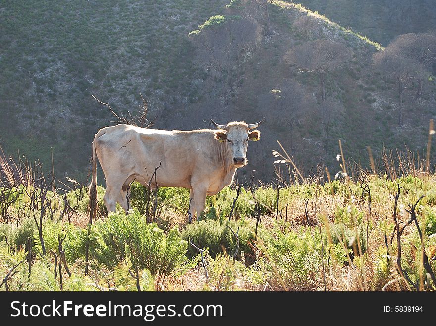 A cow at pasture in mountains