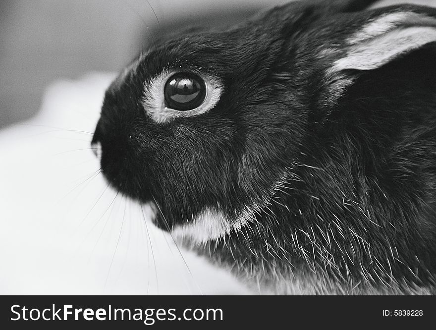 Black and white portrait of a small rabbit. Black and white portrait of a small rabbit
