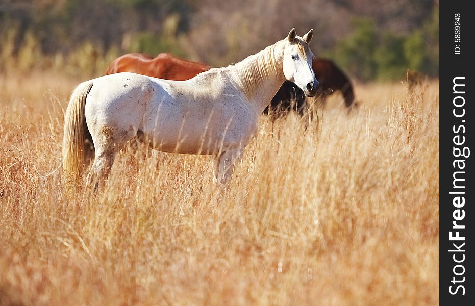 White horse stand in long grass