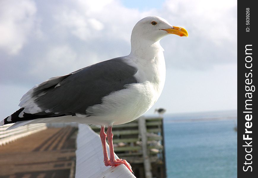 Seagull on wooden railing