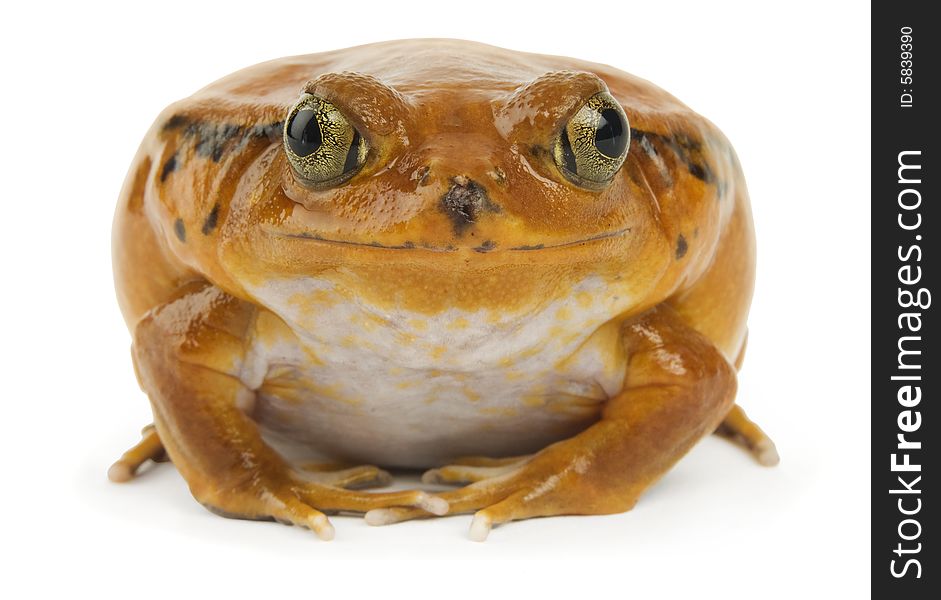 Orange frog facing the camera on a white background. Orange frog facing the camera on a white background