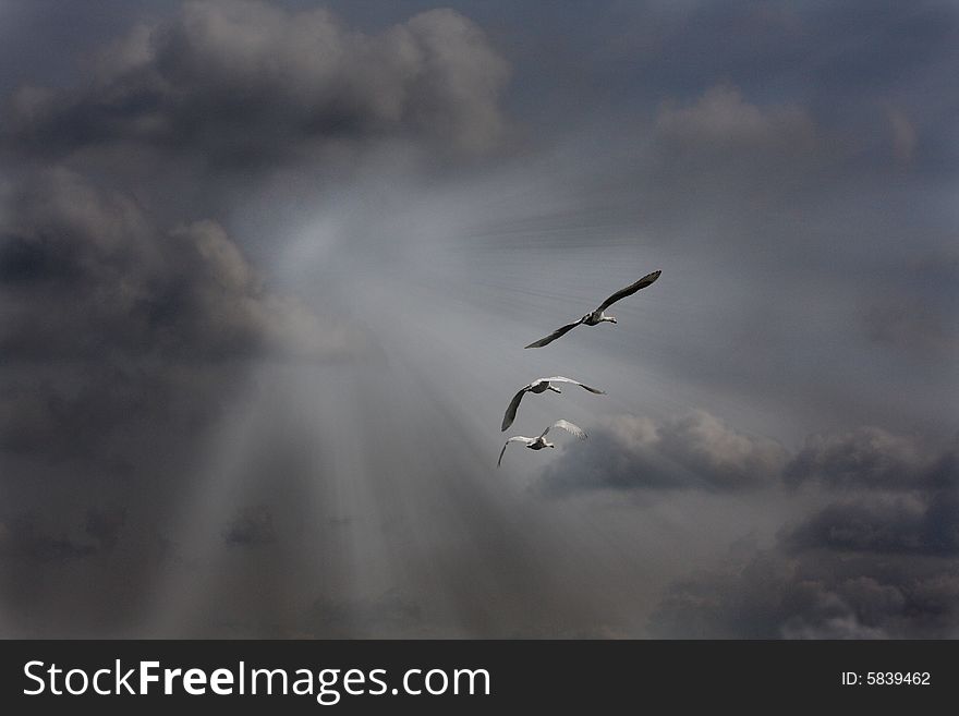 Art illustration with swans in sky. Art illustration with swans in sky