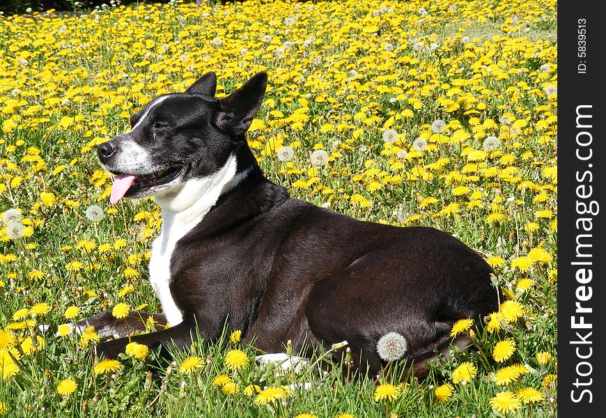 Black & White Dog Surrounded by Dandy Lions. Black & White Dog Surrounded by Dandy Lions