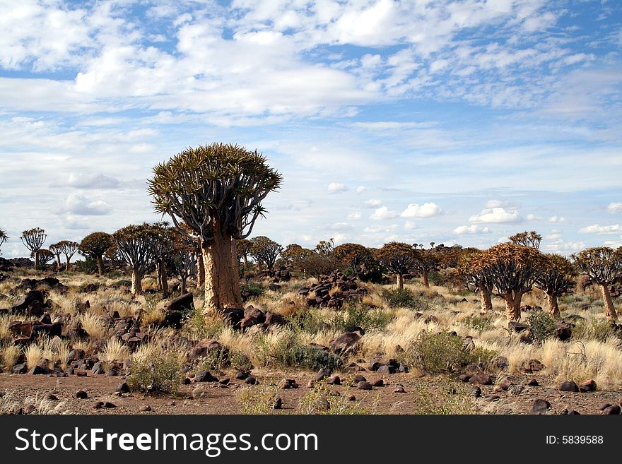The Quiver tree forest in Namibia