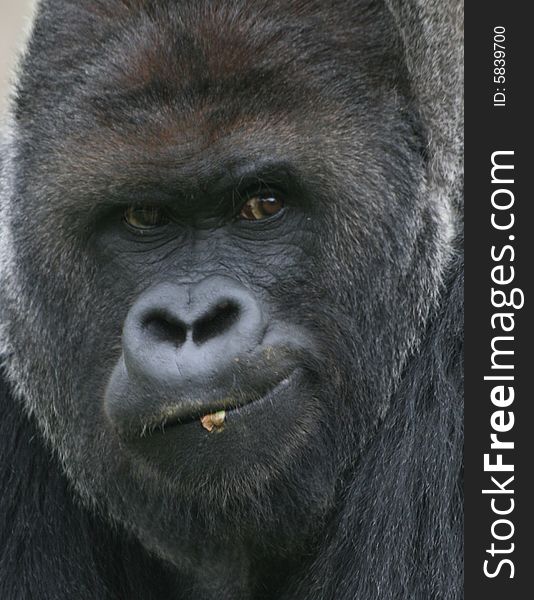 Close up photo with male gorilla in national park. Close up photo with male gorilla in national park.