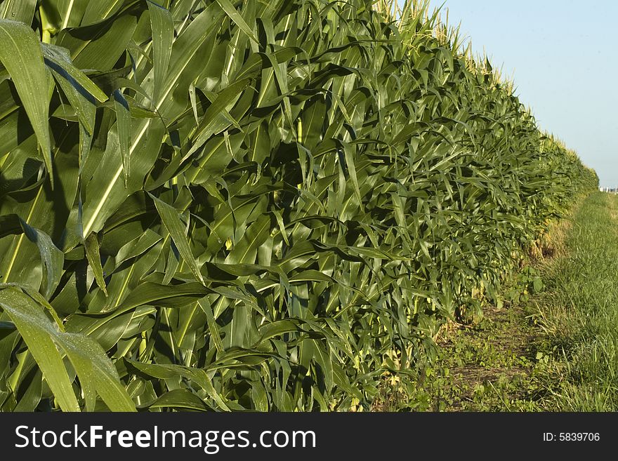 Long rows of corn in field with a touch of blue sky. Long rows of corn in field with a touch of blue sky