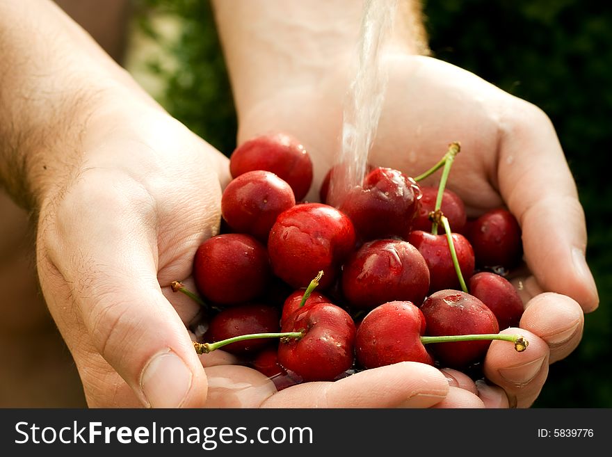 Hand full of fresh cherries in falling water. Hand full of fresh cherries in falling water
